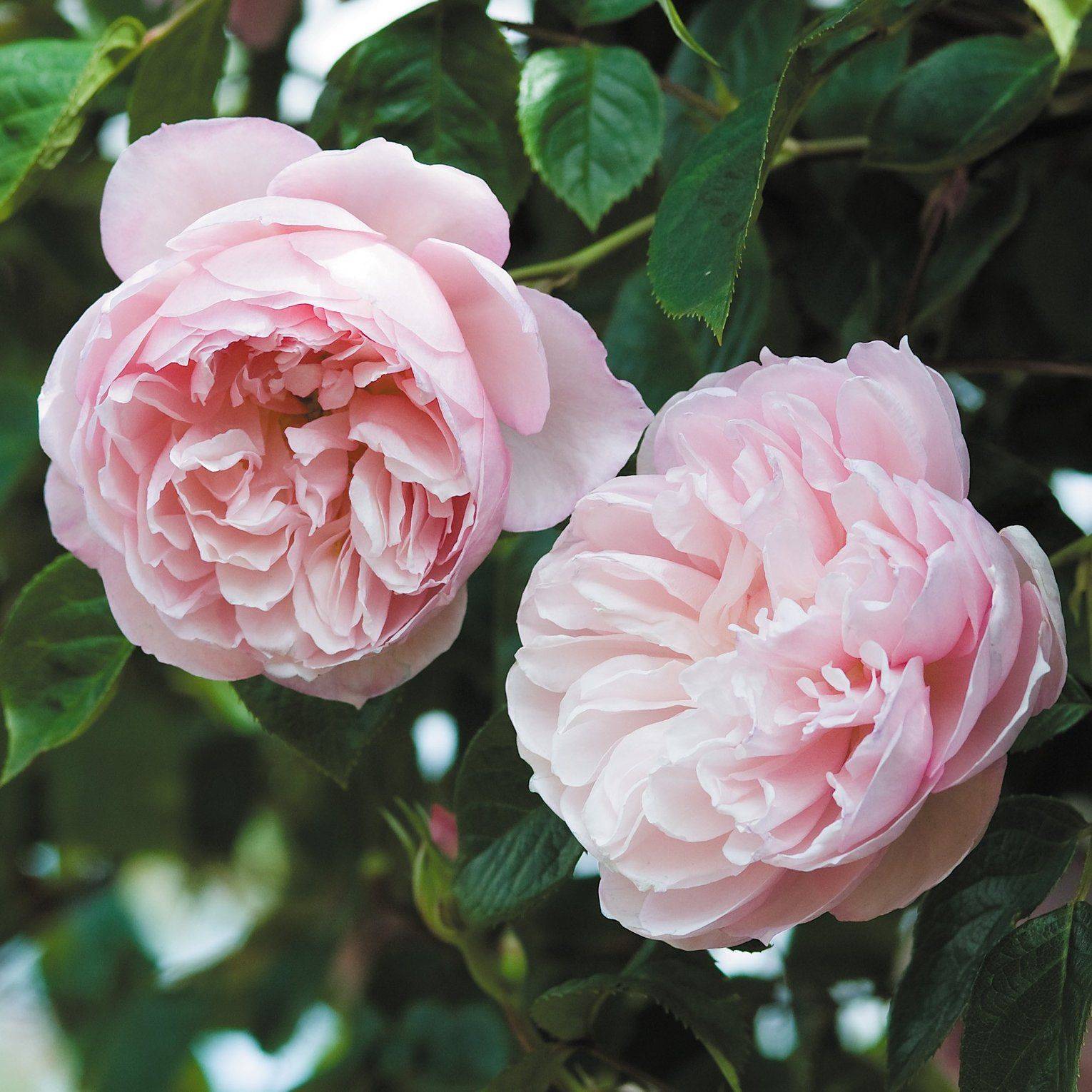 The Generous Gardener Rose Review