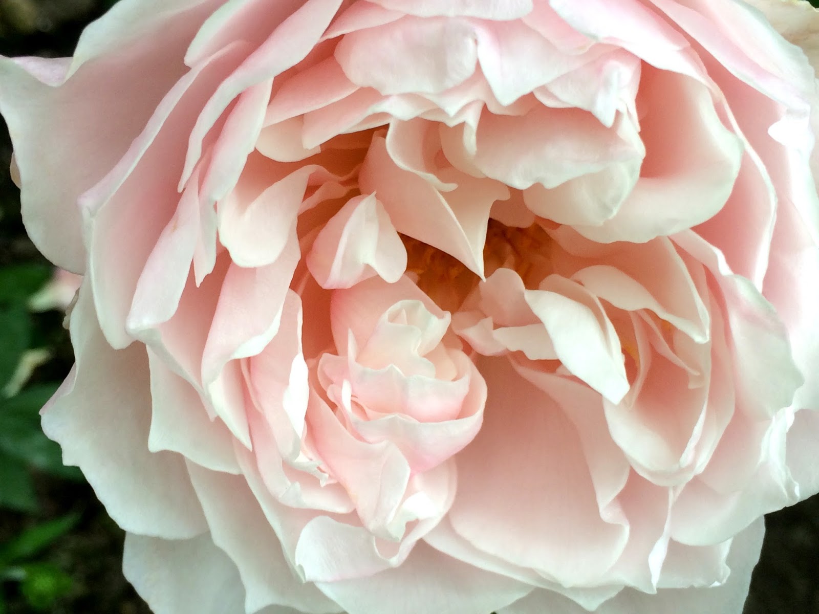 The Generous Gardener Rose Review