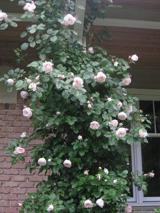 The Generous Gardener Shady Areas Specific Situations