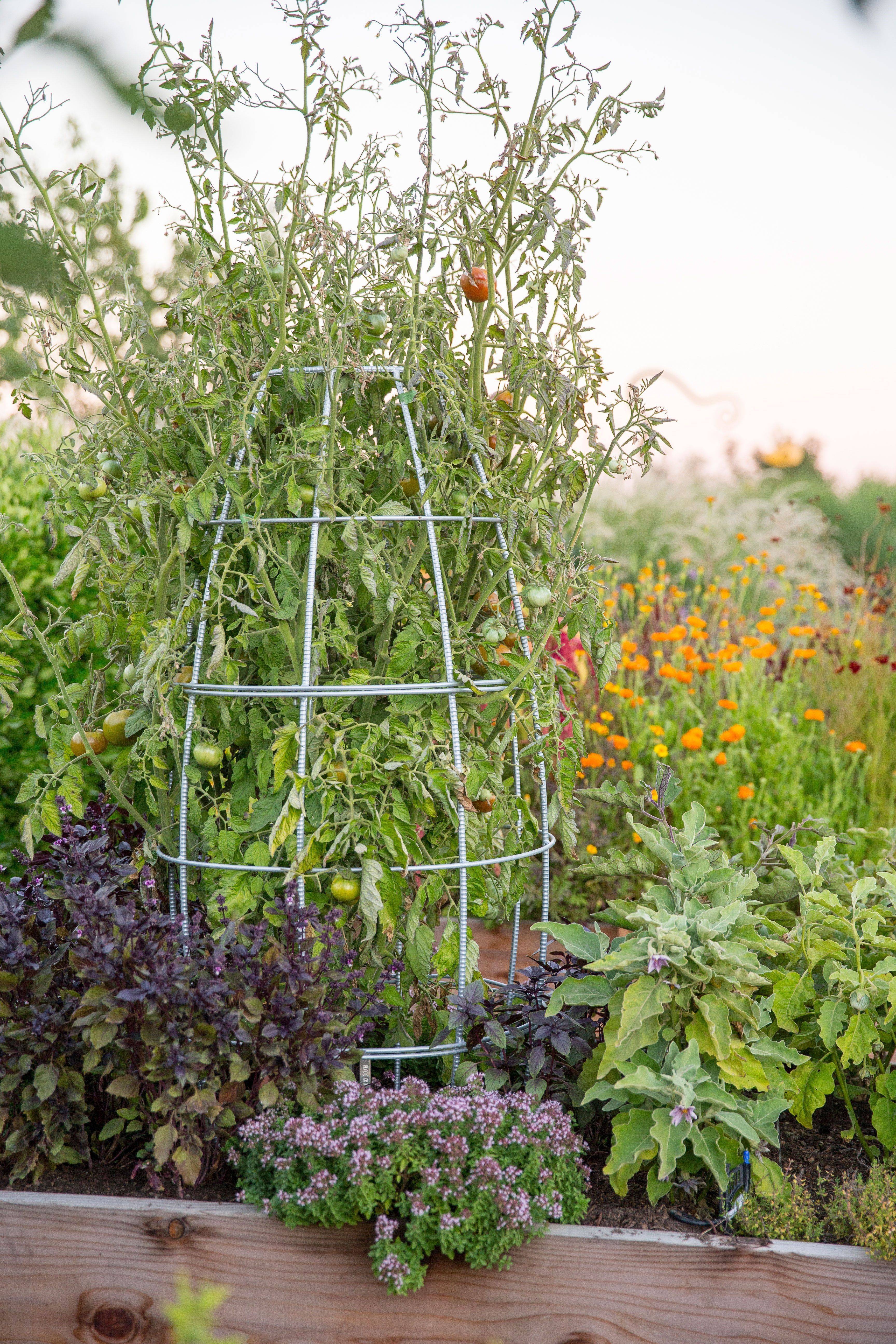 A Recent Foggy Morning Conrad Art Glass Rustic Gardens