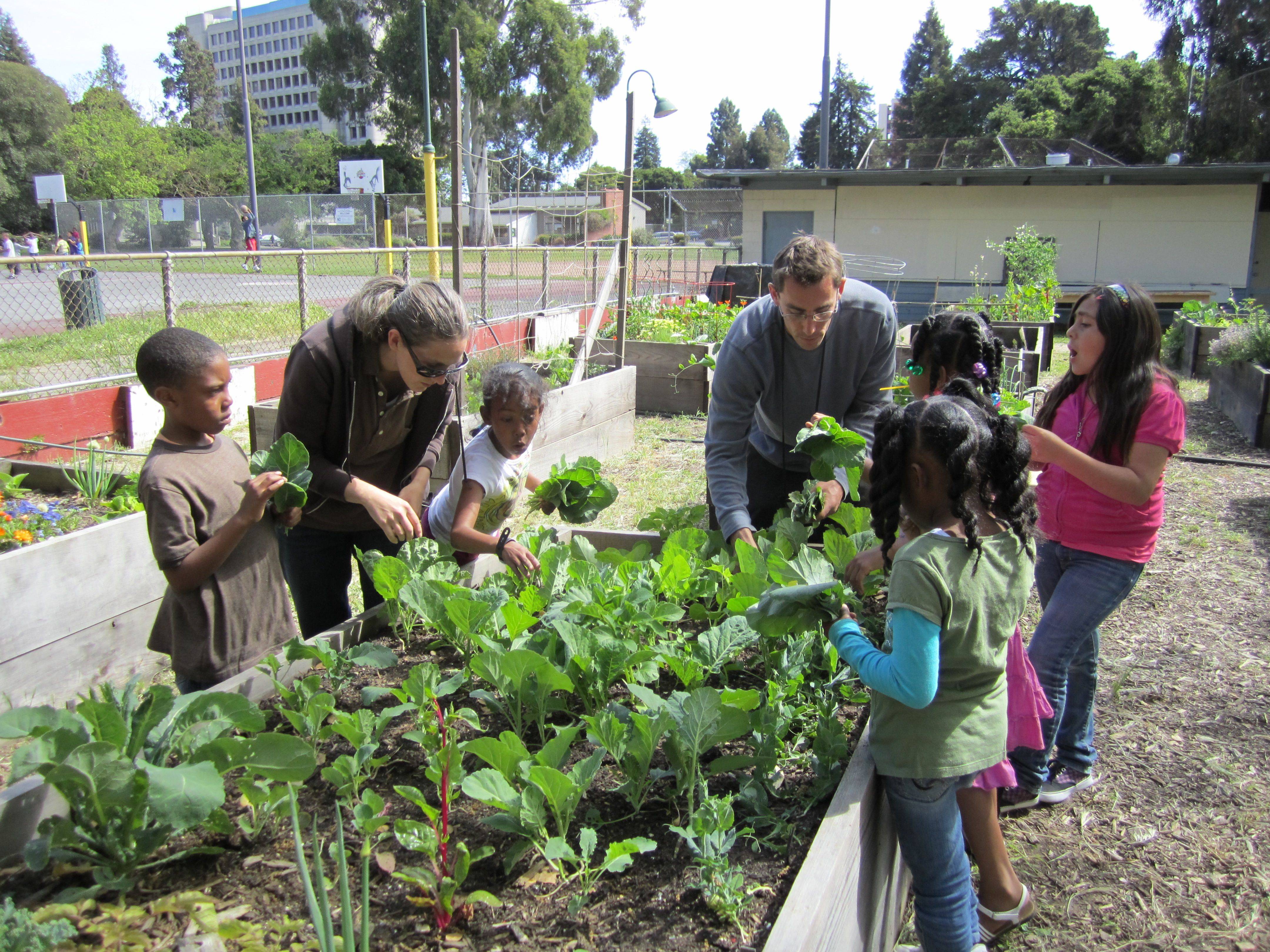 A Community Garden Community Garden Ideas