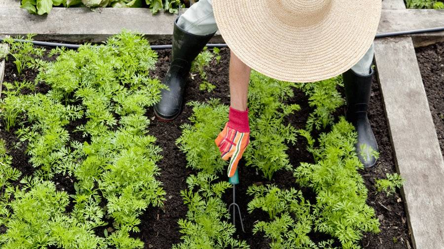 Different Community Garden Plot Designs