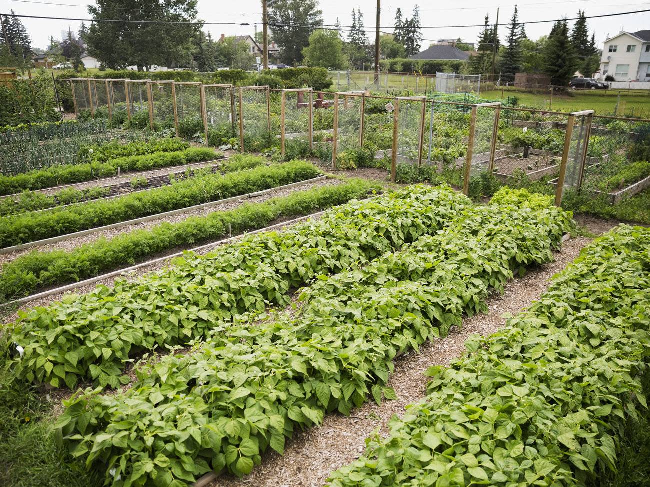 Building Community Community Gardening
