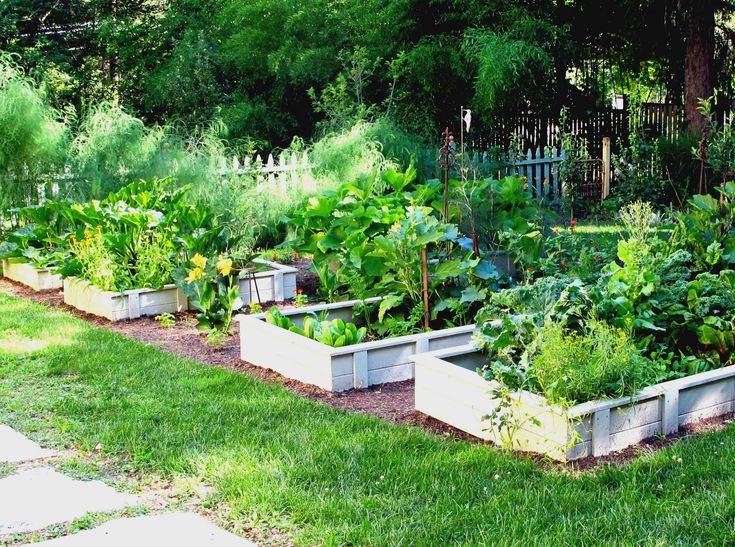 Vegetable Garden Plans