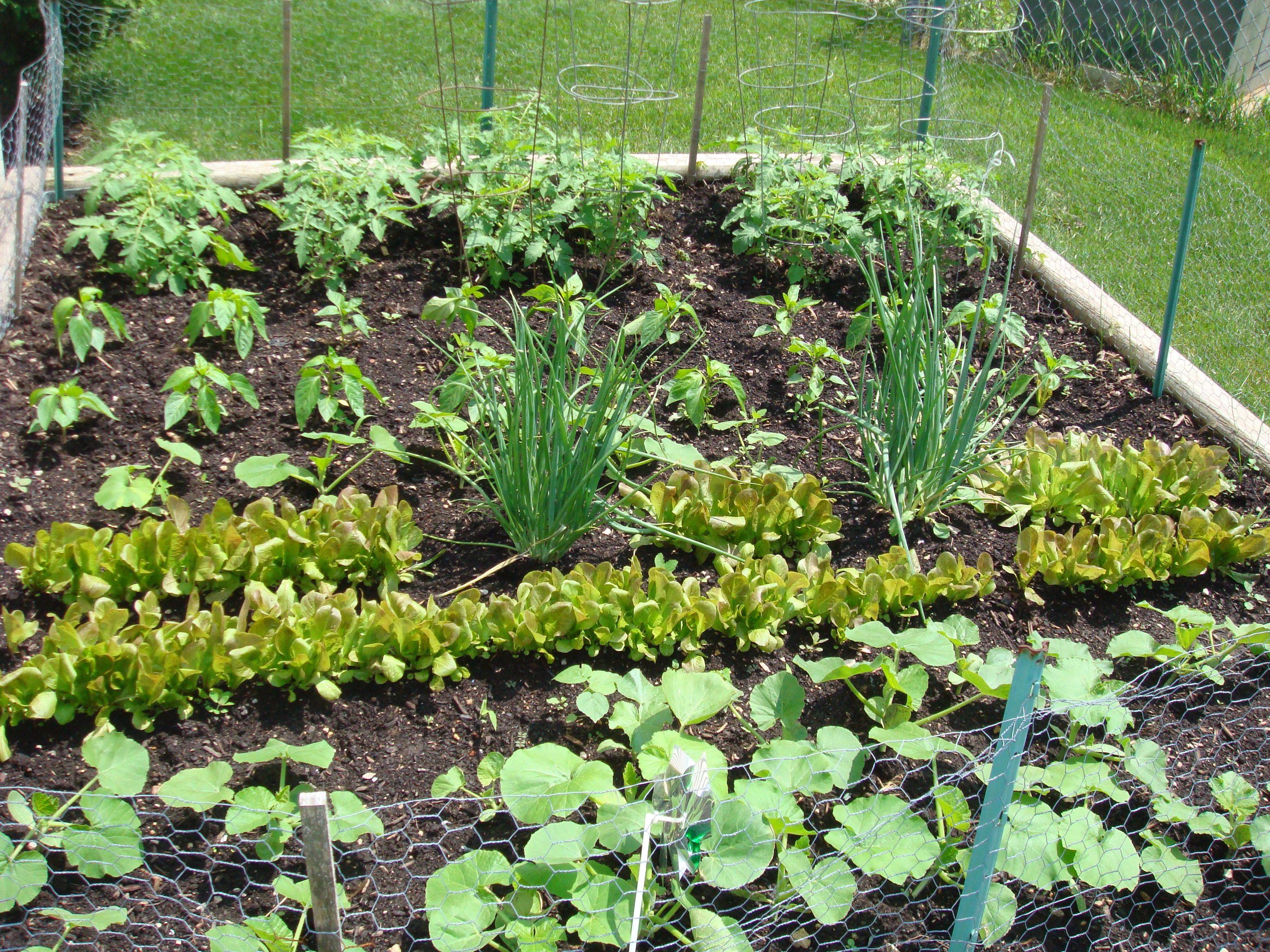 Community Garden Plot Layout Outdoor Decor Ideas