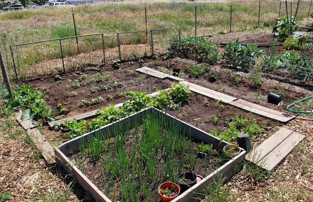 Garden Design Vegetable Layout