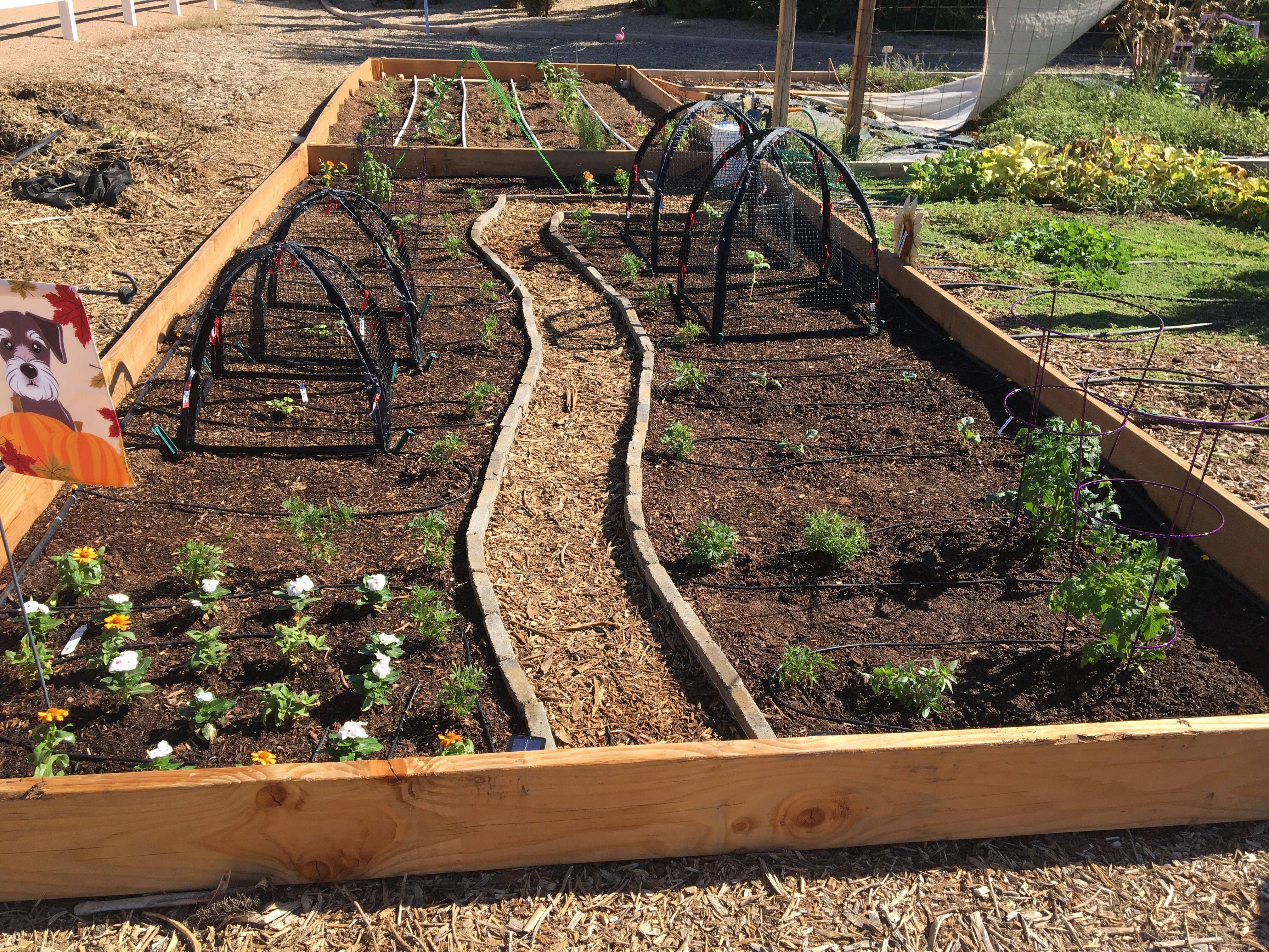 Garden Design Vegetable Layout