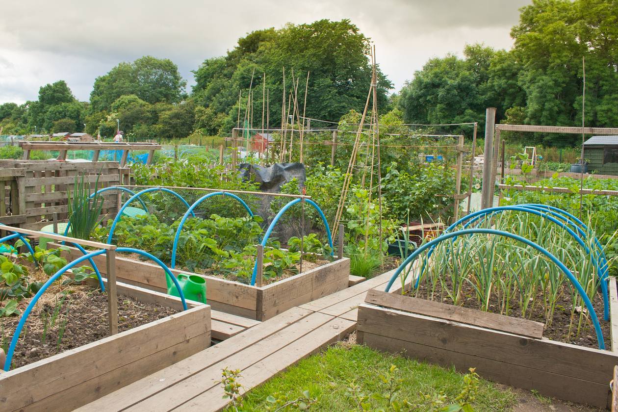 An Edible Garden