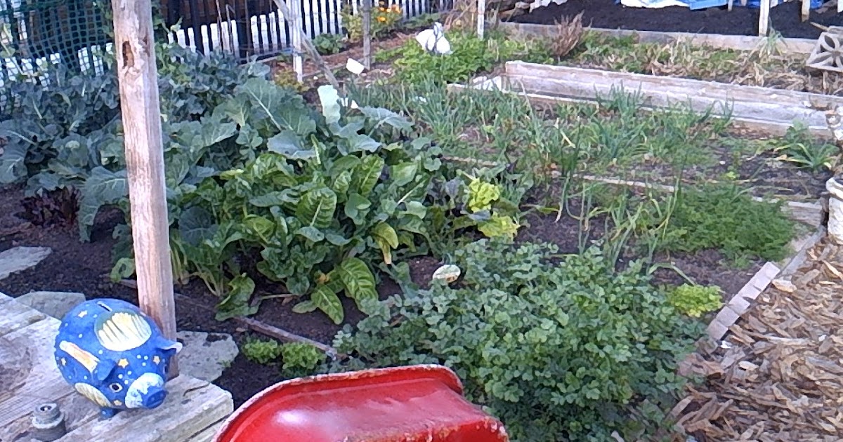 How To Construct Raised Beds Raised Deep Bed Growing