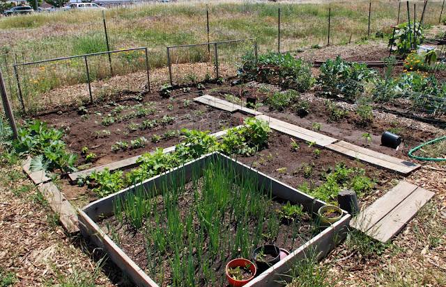 Parking Strip Vegetable Gardens