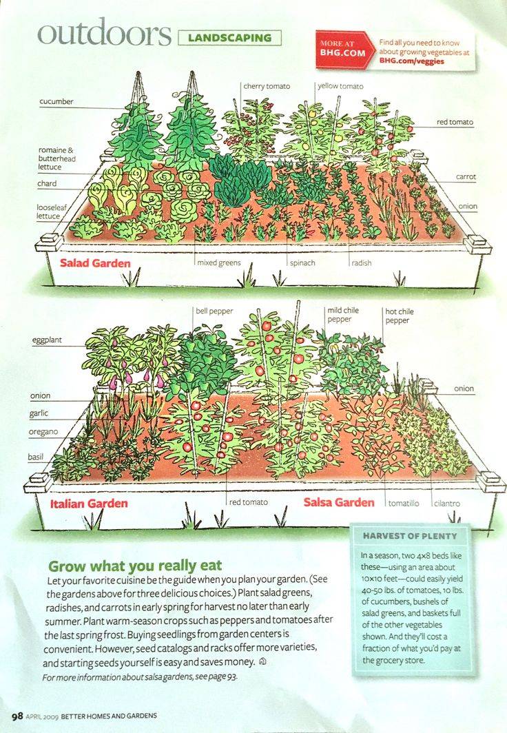Vegetable Garden Layout Tips