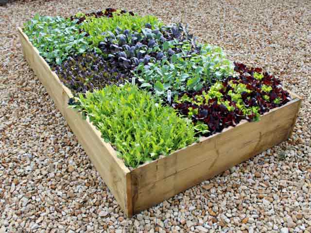 Gardening Advice