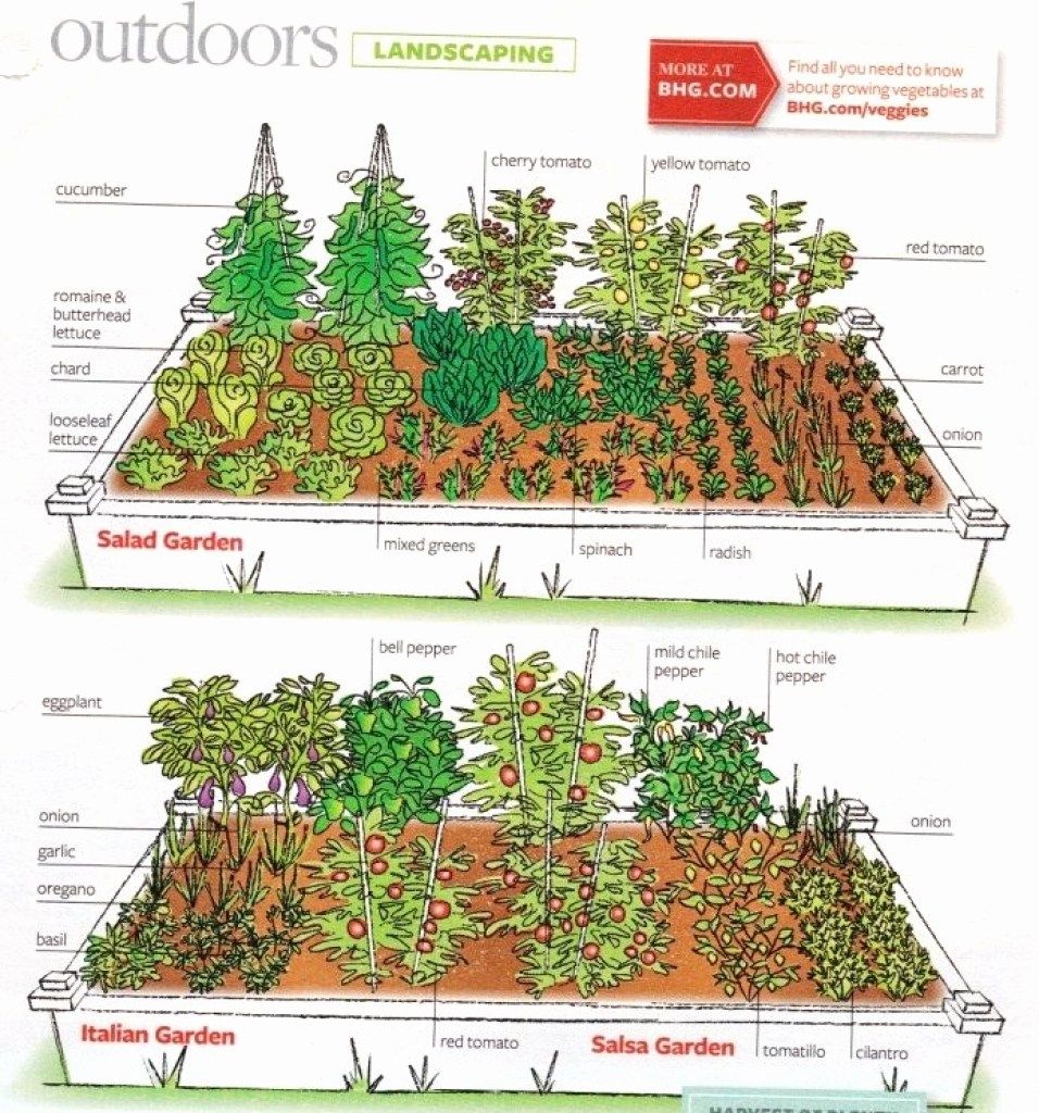 Google Search Garden Layout Vegetable