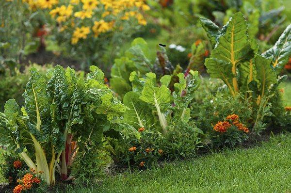 Nodig Vegetable Gardening Regenerative Designs Australia Landscape