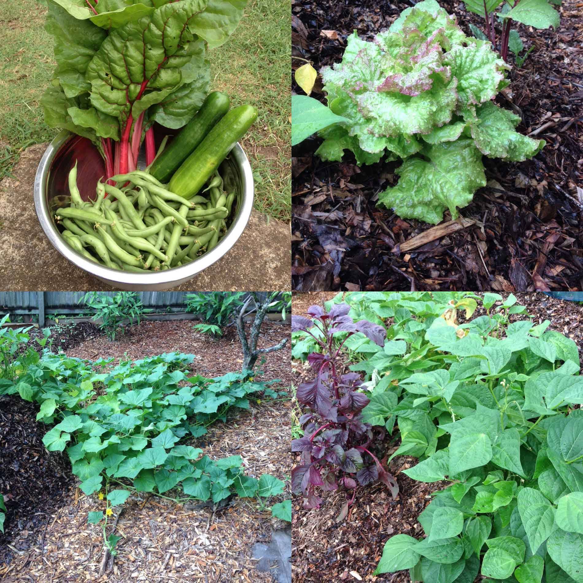 Vegetable Garden Planner