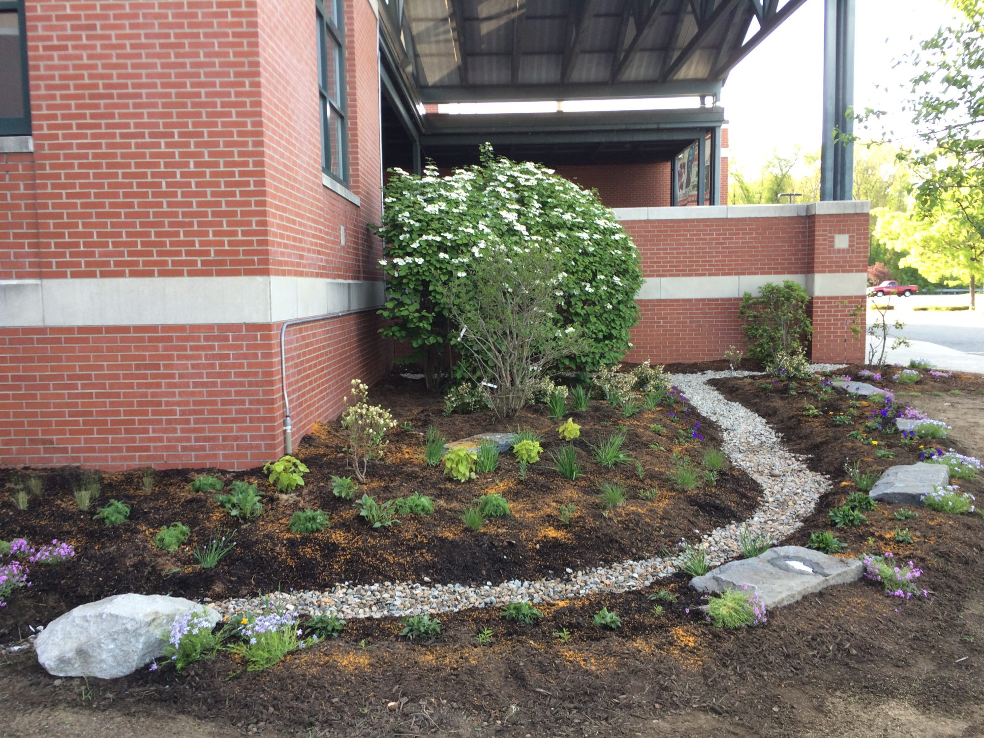 Islington Raingarden Rain Garden