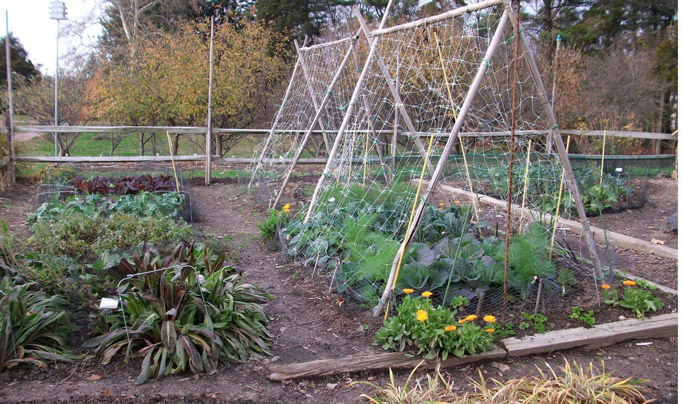21 Regenerative Vegetable Garden Ideas You Cannot Miss SharonSable