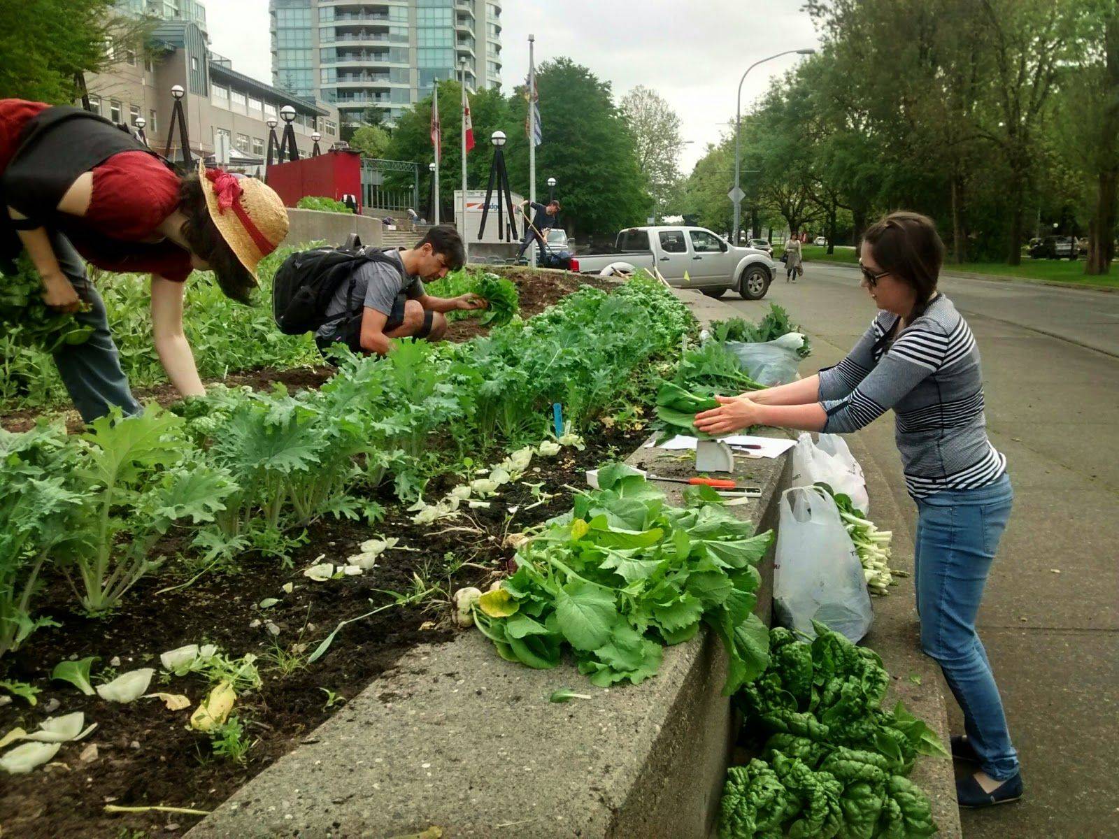 21 Regenerative Vegetable Garden Ideas You Cannot Miss SharonSable