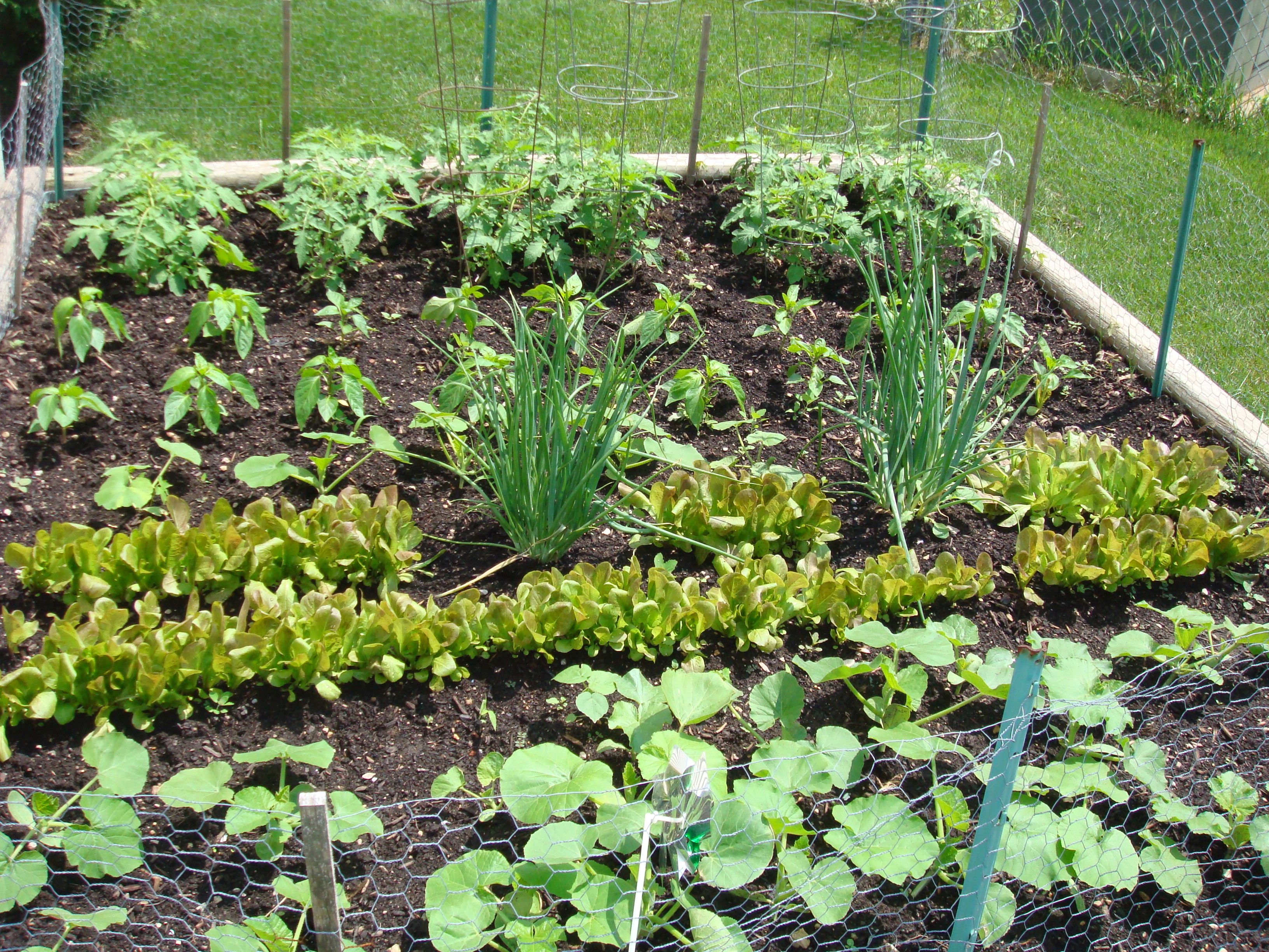Community Garden Plot Ideas