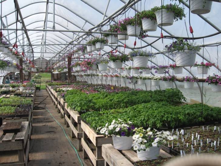 Brockwell Park Community Greenhouses London