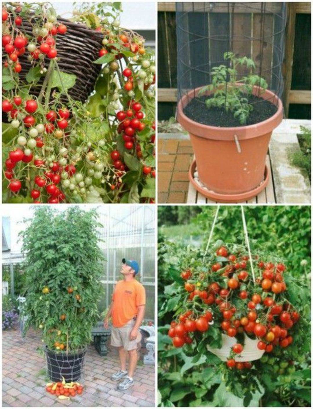 22 Fruit Vegetable Garden Ideas You Cannot Miss SharonSable