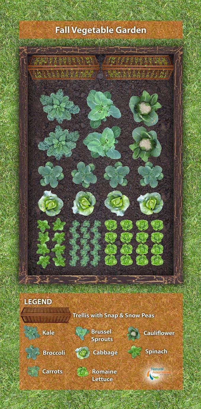 Vegetable Garden Layout