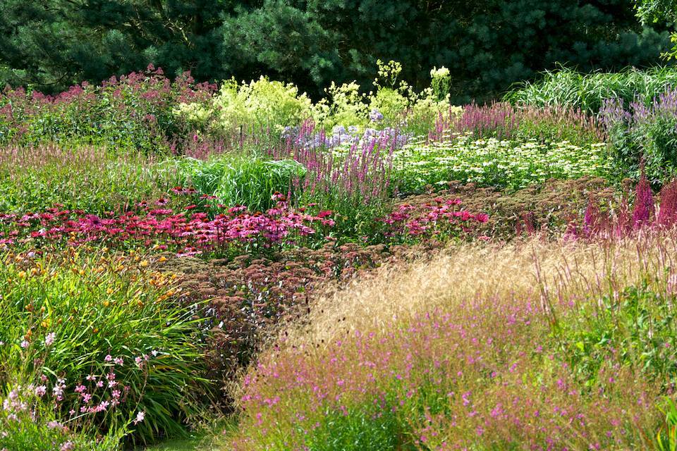 Plano Prairie Garden Front Yard Plants Pinterest Prairie Garden