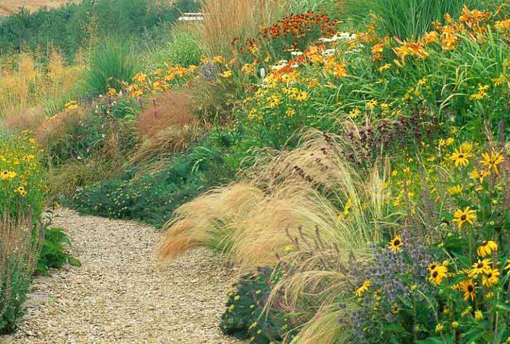 Prairie Dropseed Google Search Pollinator Garden