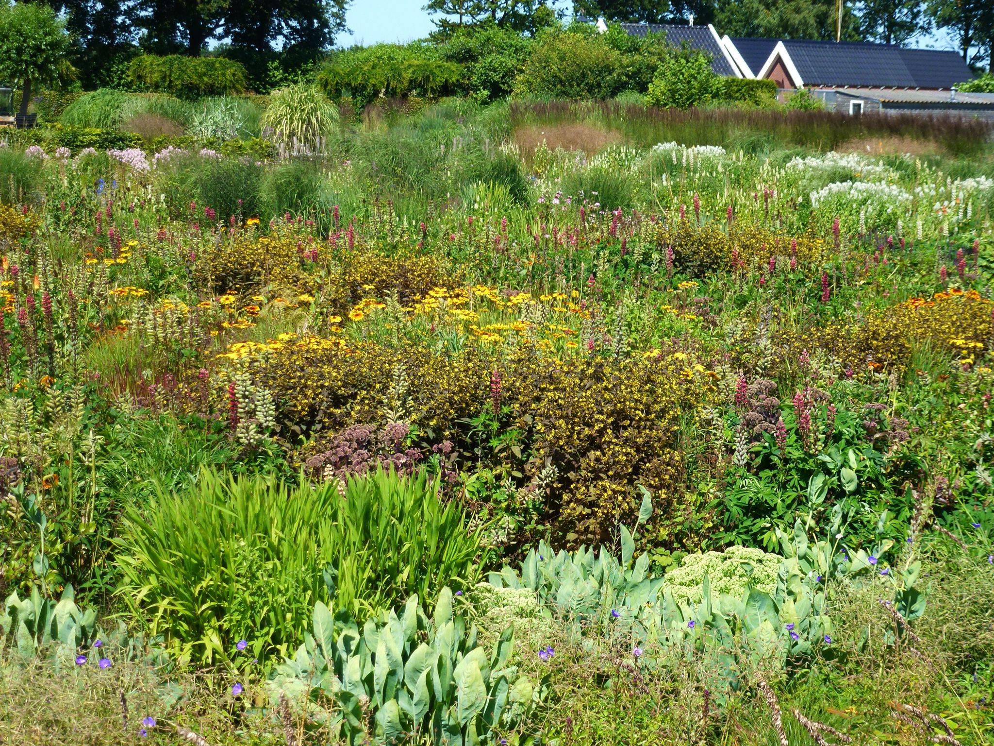 Prairie Front Yard Prairie Garden