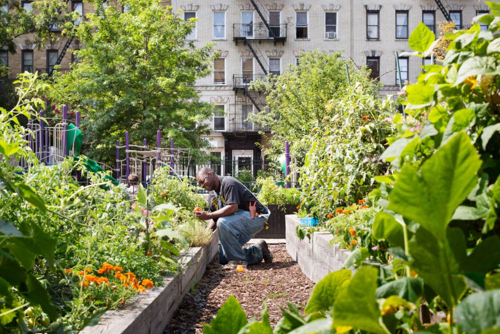 Rd Street Community Garden Scape