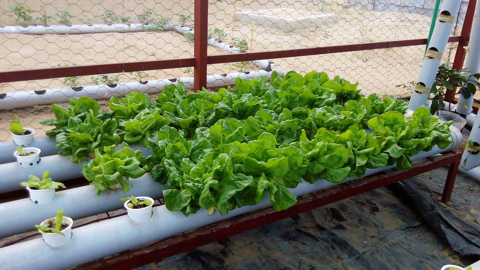 Simple Hydroponic Garden Ideas