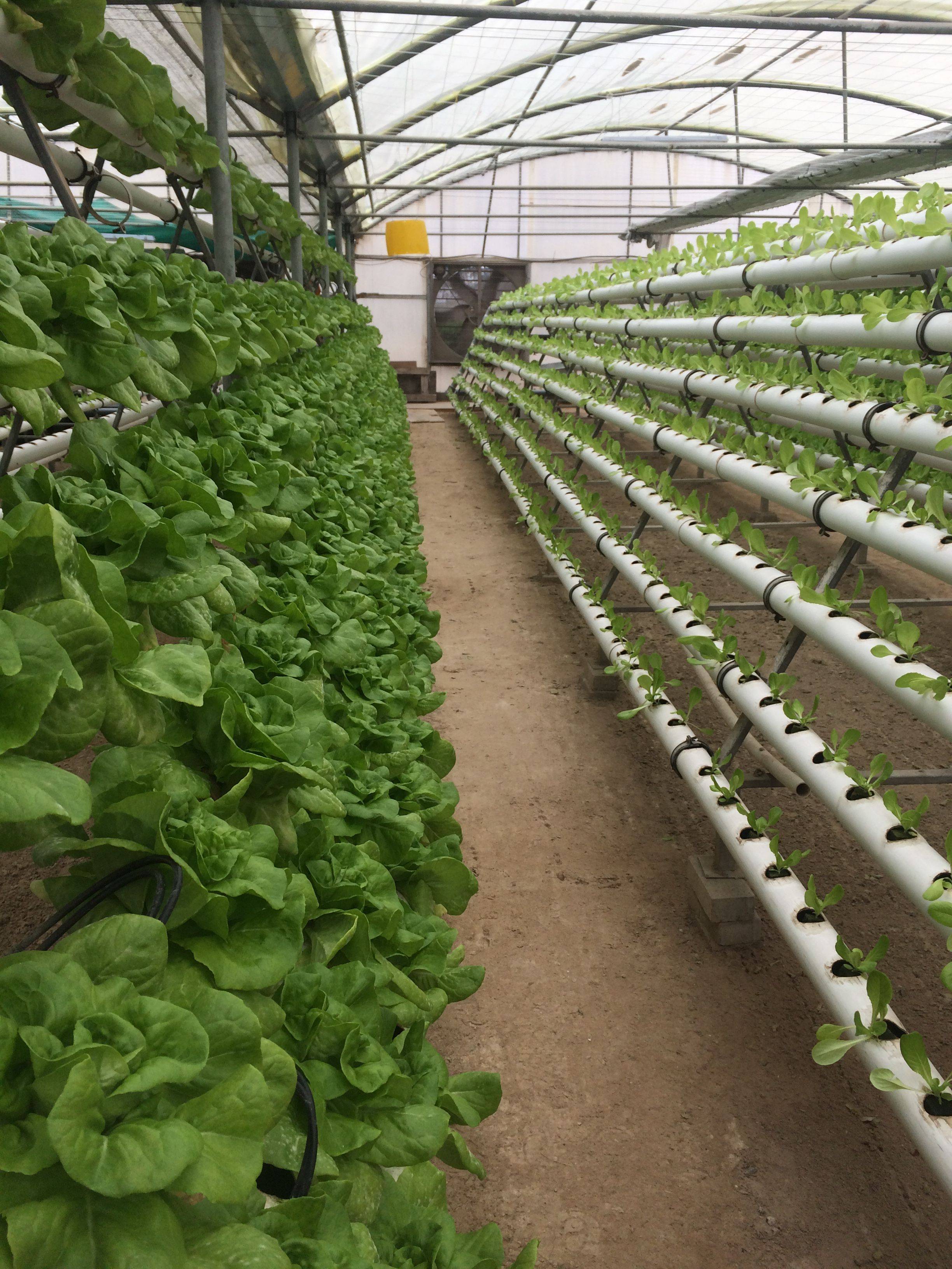 Diy Home Hydroponic Gardening Ideas