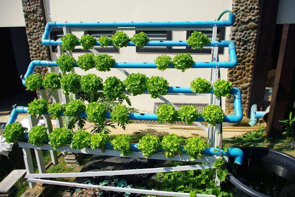 Diy Home Hydroponic Gardening Ideas