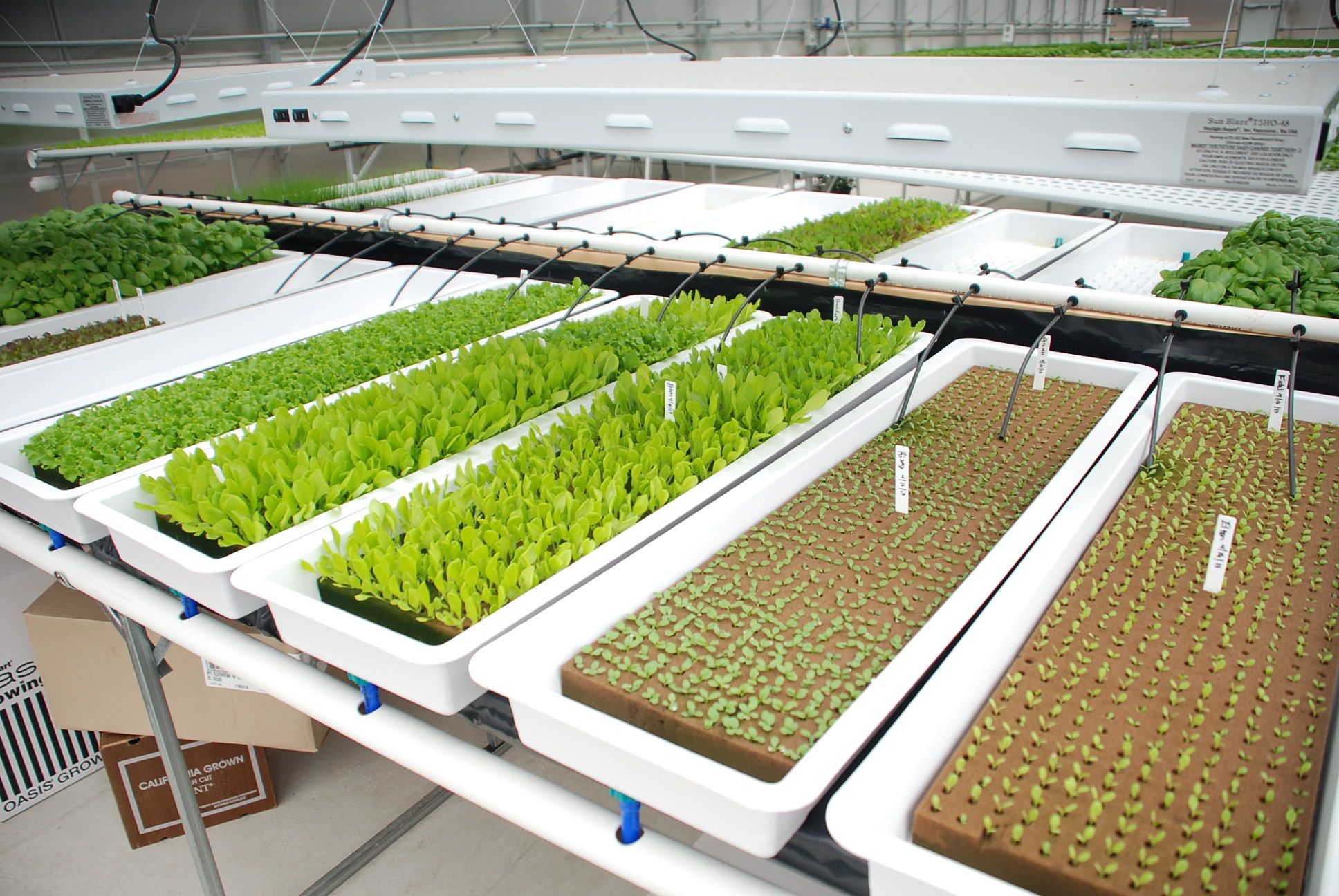 Deepwater Hydroponics Trial