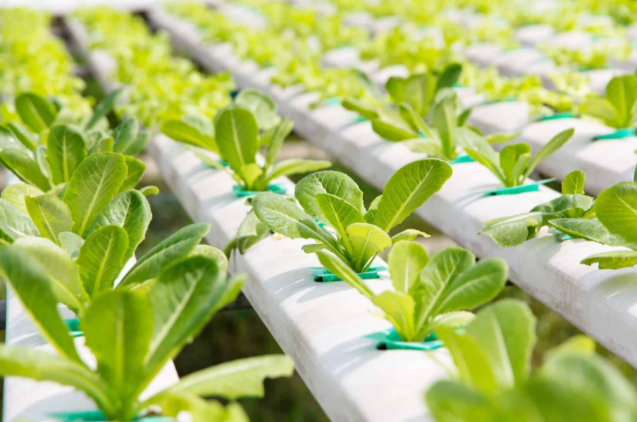 Indoor Growing Canada Hydroponic