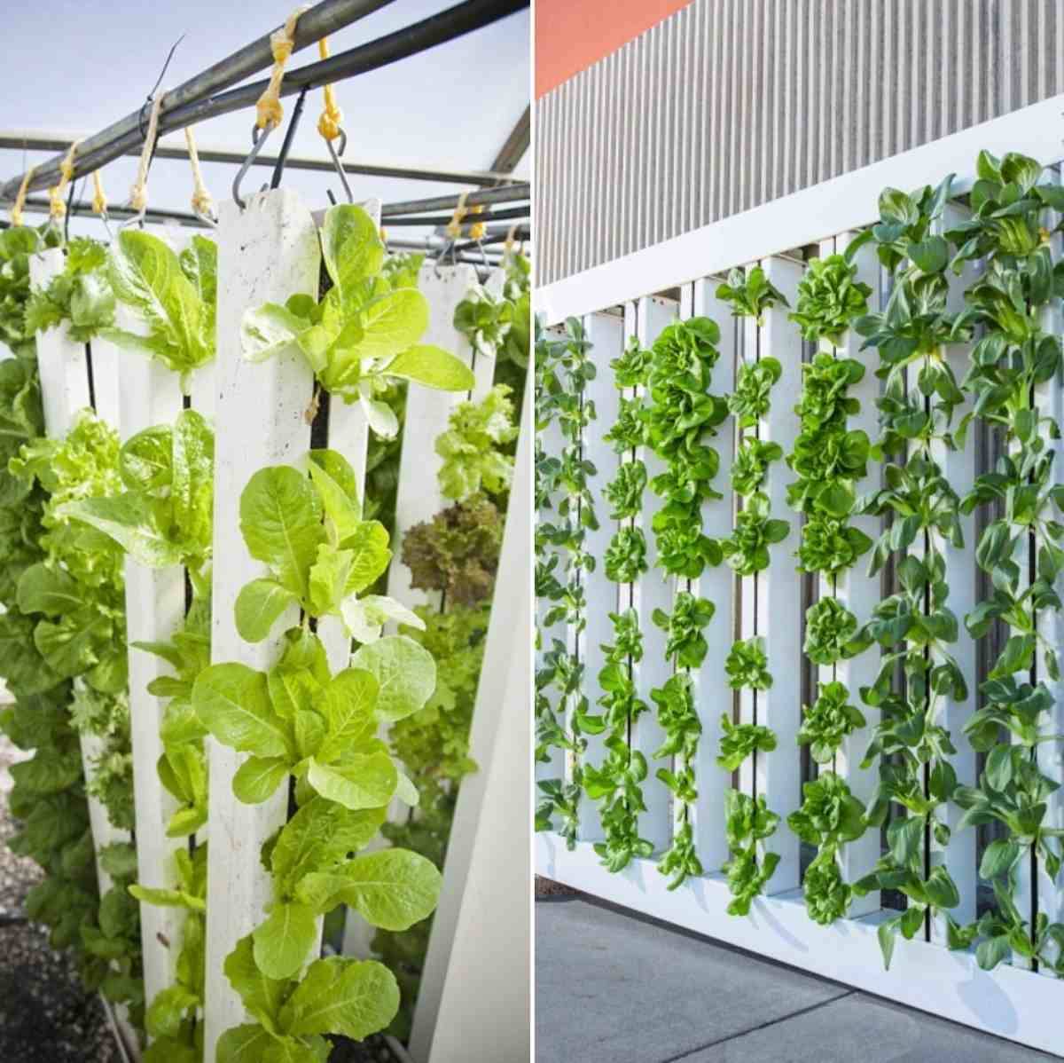 Inspiring Hydroponic Gardening Ideas Page