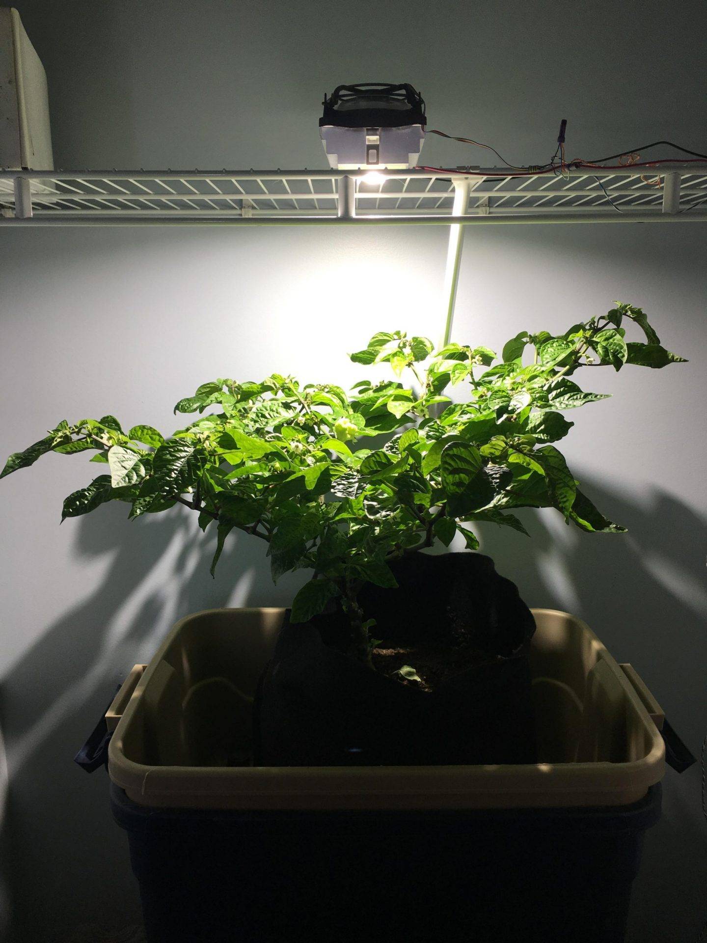 Pinterest Gardening Tips