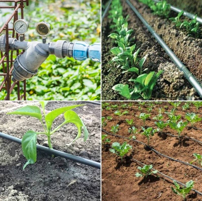 Garden Watering Ideas