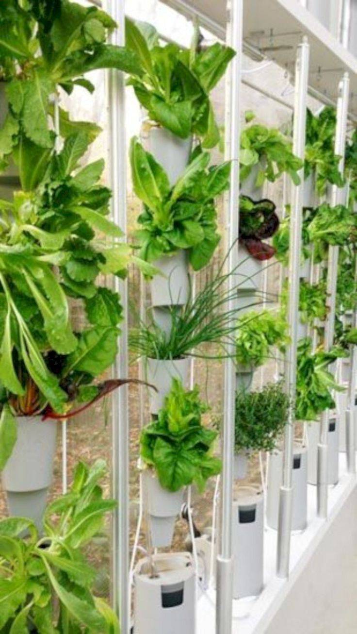 Awesome Indoor Hydroponic Wall Garden Design Ideas Hydroponic