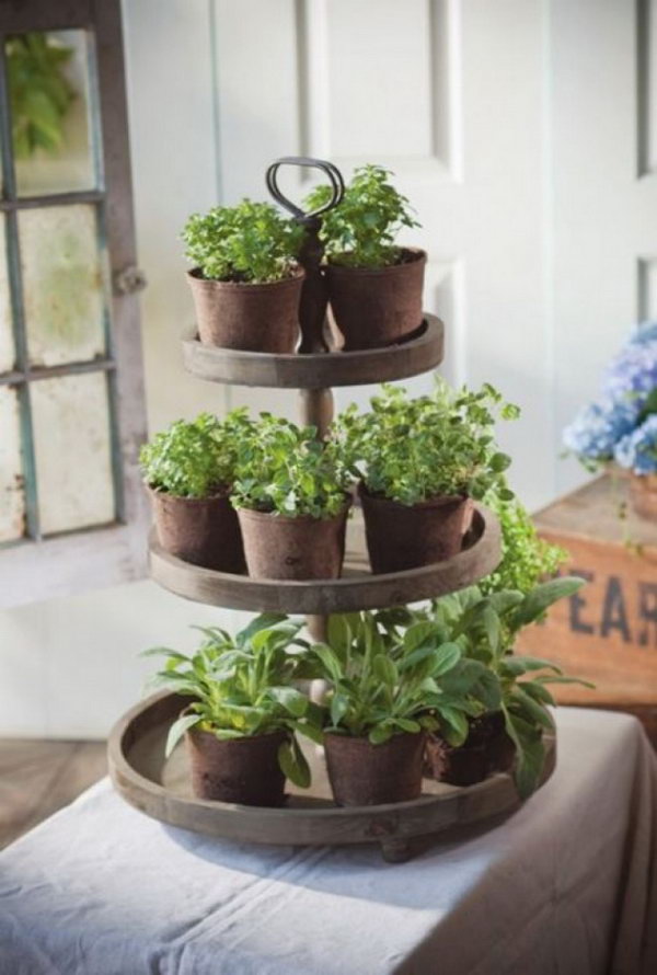 An Indoor Herb Garden