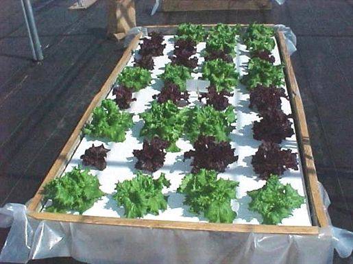 Easy To Try Hydroponic Gardening For Beginners Design Ideas And