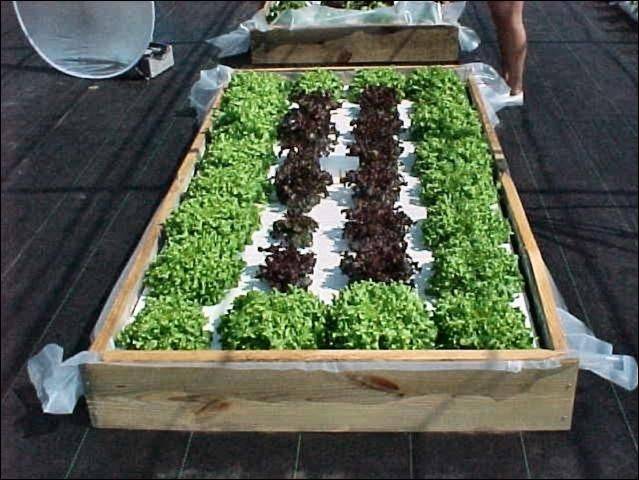 Diy Hydroponic Garden