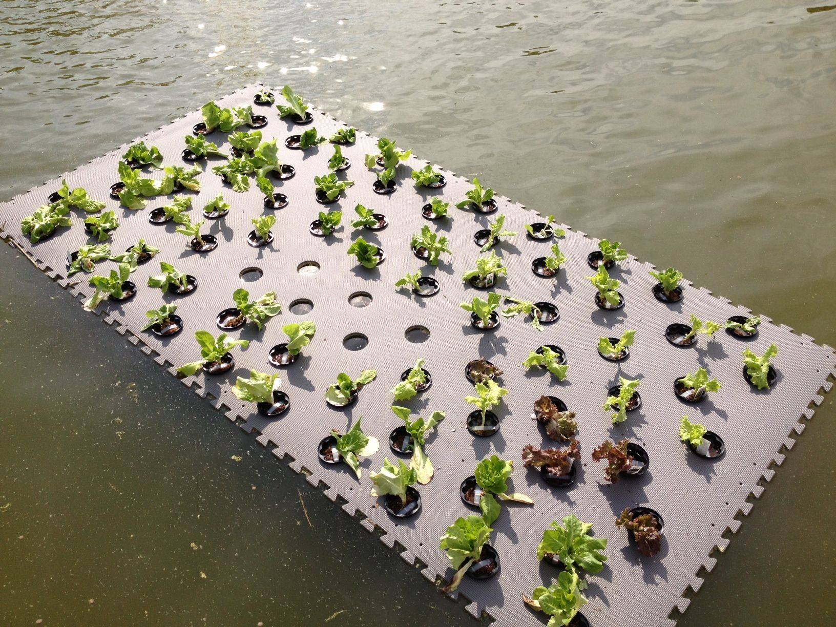 25 DIY Floating Hydroponic Garden Ideas Worth to Check SharonSable