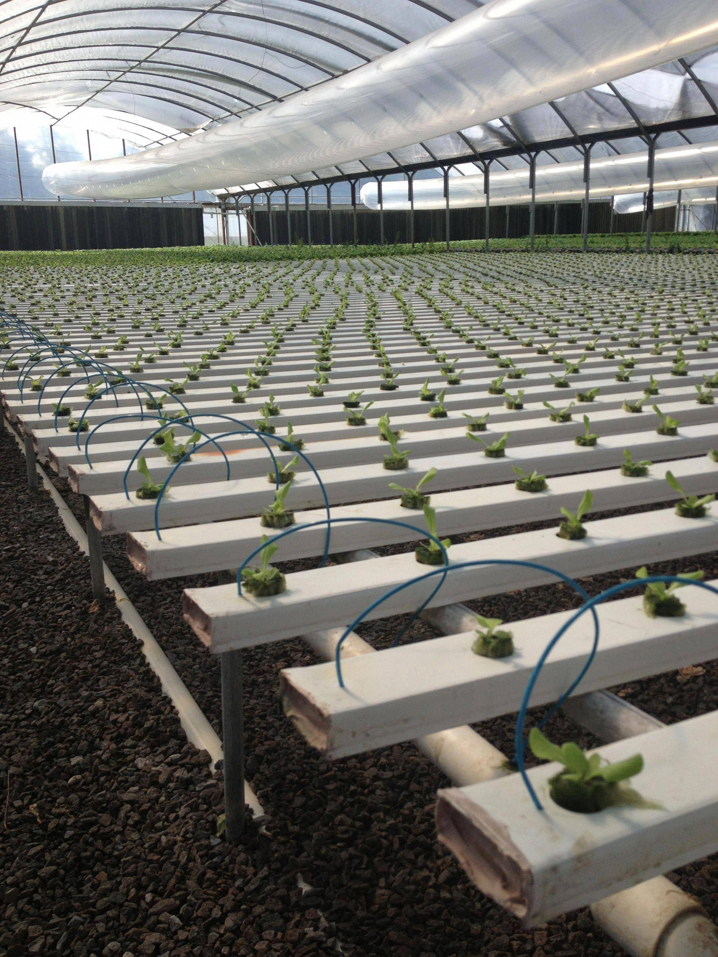 What Hydroponic Gardening