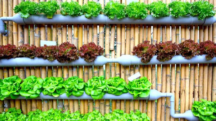 Diy Aquaponicplants Aquaponics