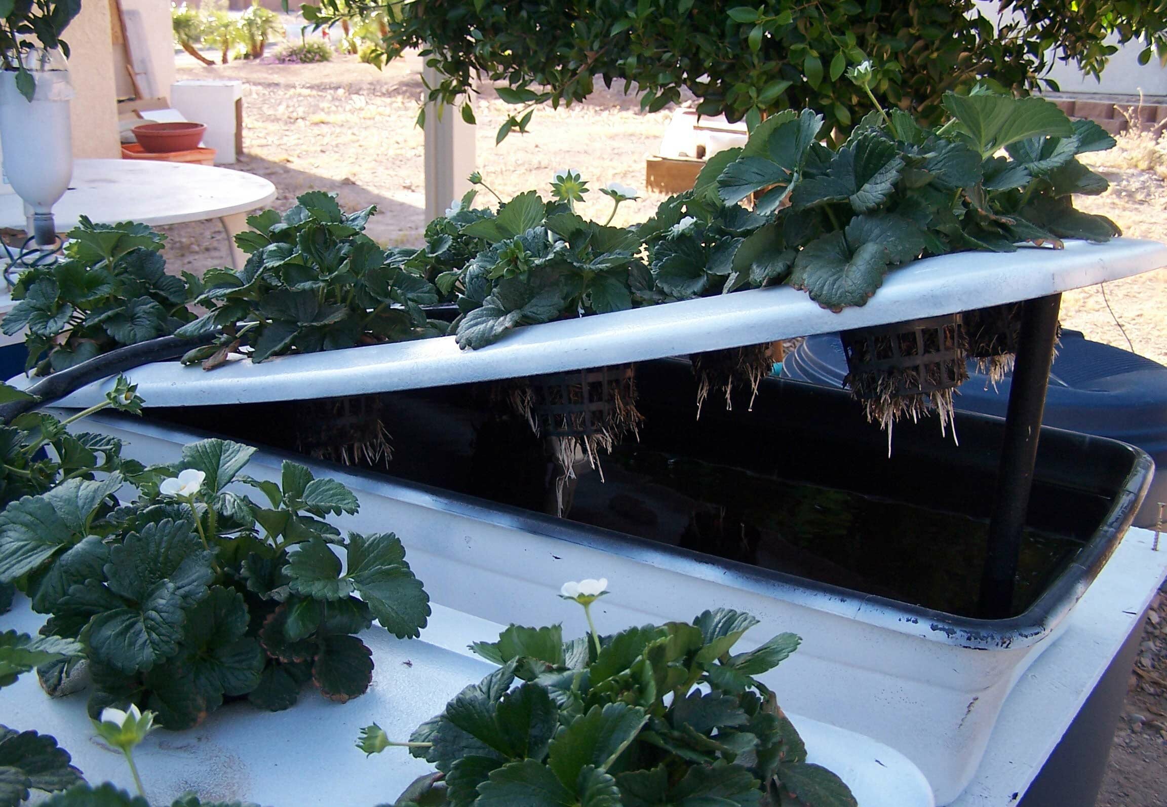 Pin On Gardening
