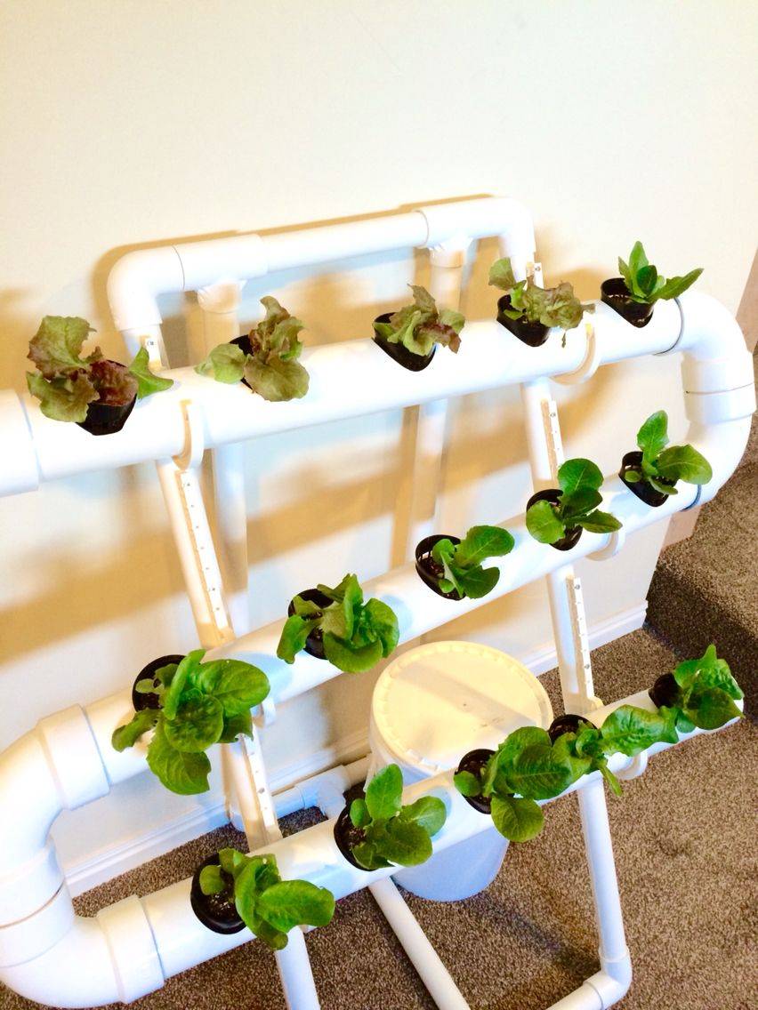 Hydroponic Indoor Vertical Garden