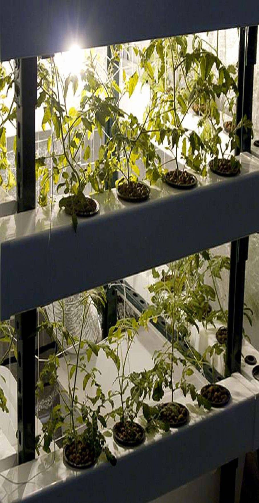 Indoor Hydroponic Wall Garden