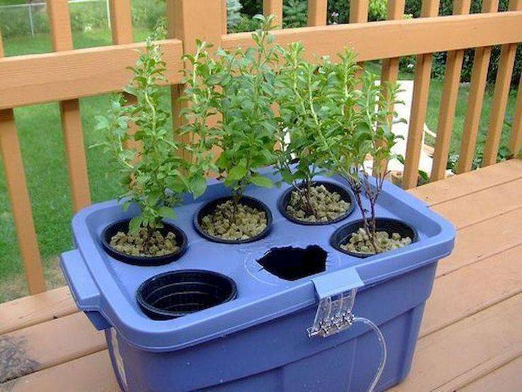 Hydroponic Gardening Ideas