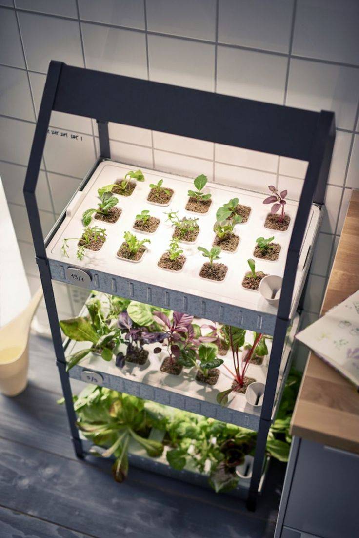 Hydroponic Gardening